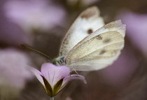 Geranium 'Dusky Rose' with a white butterfly on it.