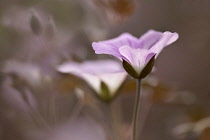 Geranium 'Dusky Rose' with a second one just behind.