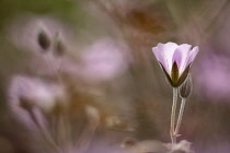 Geranium 'Dusky Rose' just opening and to the right hand edge of the frame.