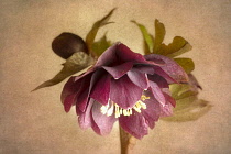 Hellebore, Helleborus x hybridus 'Double Ellen Red', against a warm painterly textured background.