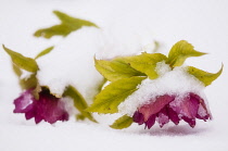 Hellebore, Helleborus 'Ellen red', Two flowers on a plant, bent over with the weight of snow on them