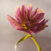 Hellebore, Helleborus x hybridus 'Double Ellen Red', backlit showing mottling on the petals.