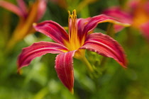 Daylily, Hemerocallis, red flower showing its long upright stamen.