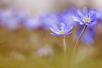 Liverwort, Hepatica 'Forest Blue'. two flowers to the right of the frame in focus with others in soft focus behind.