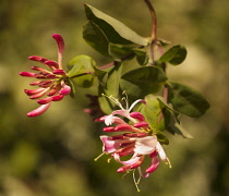 Wild Honeysuckle, Lonicera periclymenum, hanging down against a dappled background.