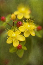 St John's wort, Hypericum perforatum, flowerhead showing 3 flowers and some berries.