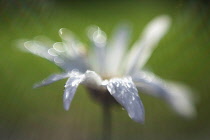 Ox-eye daisy, Leucanthemum x superbum 'Becky', single flower covered with raindrops sparkling in the sun.