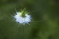 Love-in-a-mist, Nigella damascena flower, covered with raindrops, seeming to float out of a green background.