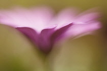 African daisy, a pink Osteospermum shot from the side with a very shallow depth of focus.