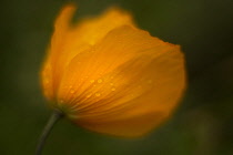 Iceland poppy, a Papaver nudicaule, orange coloured flower covered with raindrops.