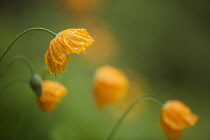 Iceland poppy, a Papaver nudicaule, orange coloured flower covered with raindrops.