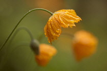 Iceland poppy, a Papaver nudicaule, orange coloured flower covered with raindrops.