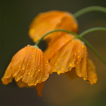 Iceland poppy, a Papaver nudicaule, orange coloured flower covered with raindrops.