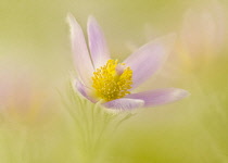 Pasqueflower, Pulsatilla vulgaris, single flower shot in a dreamy soft focus style in a golden background,