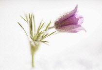 Pasqueflower, Pulsatilla vulgaris, single flower with raindrops and foliage against a white background.
