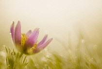 Pasqueflower, Pulsatilla vulgaris, single flower in the bottom left of the frame backlit in early morning sunlight.