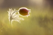 Pasqueflower, Pulsatilla vulgaris, single flower not quite open, backlit in early morning sunlight.