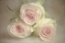 Rose, Rosa, Three pink flowers, grouped together surrounded by a textured painterly background, giving a romantic atmosphere.