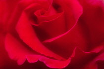 Rose, Rosa, close up detail of red flower showing petal pattern.