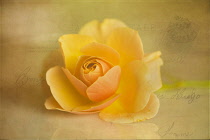 Rose, Rosa 'Norwich Castle' merged with a texured postcard background.