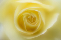 Peace rose, Rosa 'Peace', close up with a dreamy soft focus.