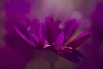 Senetti, Pericallis x hybrida 'Senetti Magenta Bicolor', close view with raindrops.