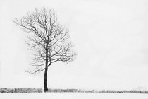 Bare winter tree in a hedgerow surrounded by a snow covered landscape. Manipulated with a swirly painterly filter effect.