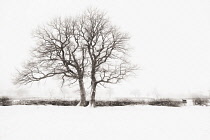 Bare winter trees in a hedgerow surrounded by a snow covered landscape. Manipulated with a swirly painterly filter effect.