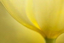 Tulip, Tulipa, close up of yellow petals showing the base of the flower.