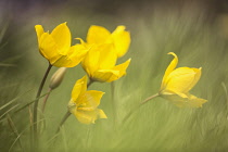 Wild yellow woodland Tulip, Tulipa sylvestris, growing among grass.