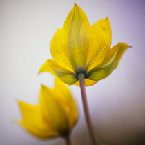 Wild yellow woodland Tulip, Tulipa sylvestris, single sharp focus flower with another soft flower behind.