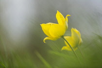 Wild yellow woodland Tulip, Tulipa sylvestris, growing among grass.