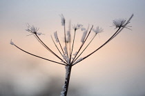 Common Hogweed. Heracleum sphondylium, single ragged stem covered with snow at sunset.