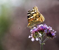 Brazilian Verbena, Verbena bonariensis with a Painted Lady butterfly, backlit.