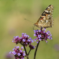 Brazilian Verbena, Verbena bonariensis, with a Painted Lady butterfly.