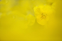 Horned violet, Viola cornuta 'Sorbet XP Yellow', single flower just visible behind a blur of yellow.