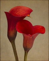 Calla lily, Zantedeschia rehmannii 'Mango', Two red flowers close together in an intimate position.