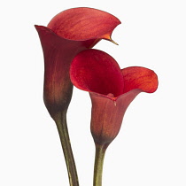 Calla lily, Zantedeschia rehmannii 'Mango', Two red flowers close together in an intimate position.