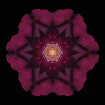 Flower Mandala, manipulated image created by multiplying section of plant into a complete geometric shape.