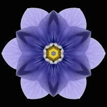 Flower Mandala, manipulated image created by multiplying section of plant into a complete geometric shape.