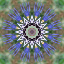 Flower Mandala, manipulated image created by multiplying section of plant into a complete geometric shape.