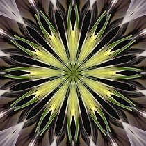 Flower Mandala, manipulated image created by multiplying section of plant into a complete geometric shape.