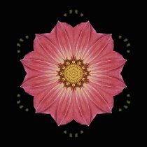 Flower Mandala, manipulated image created by multiplying section of plant into a complete geometric shape.