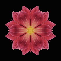 Flower Mandala, manipulated image created by multiplying section of plant into a complete geometric shape.