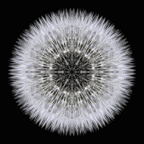 Flower Mandala, manipulated image created by multiplying section of plant into a complete geometric shape.