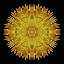 Flower Mandala, manipulated image created by multiplying section of plant into a complete geometric shape.