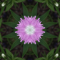 Flower Mandala, manipulated image created by multiplying section of plant into a complete geometric shape.