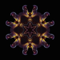 Flower Mandala, manipulated image created by multiplying section of plant into a complete geometric shape.