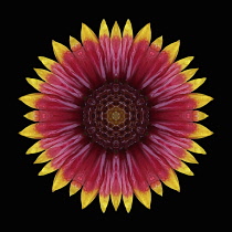 Flower Mandala, manipulated image created by multiplying section of plant into a complete geometric shape.