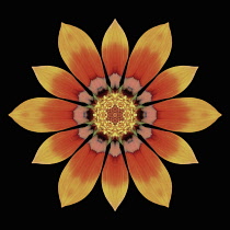 Flower Mandala, manipulated image created by multiplying section of plant into a complete geometric shape.